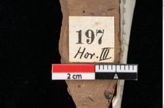 Foto (Detailansicht) von Pinus palaeostrobus Ettingshausen (NHMW-GEO-2024-0188-0197)
